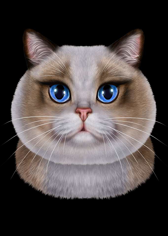 Raglan Chubby Cat