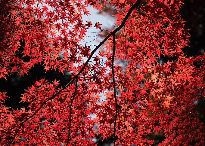 Tree Autumn