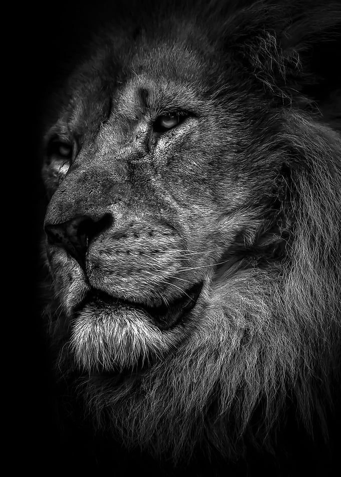 proud black lion king