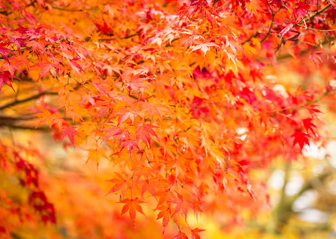 Tree Autumn