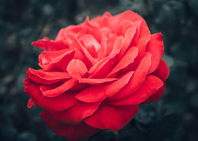 Rose flower