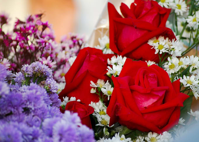 Rose flower