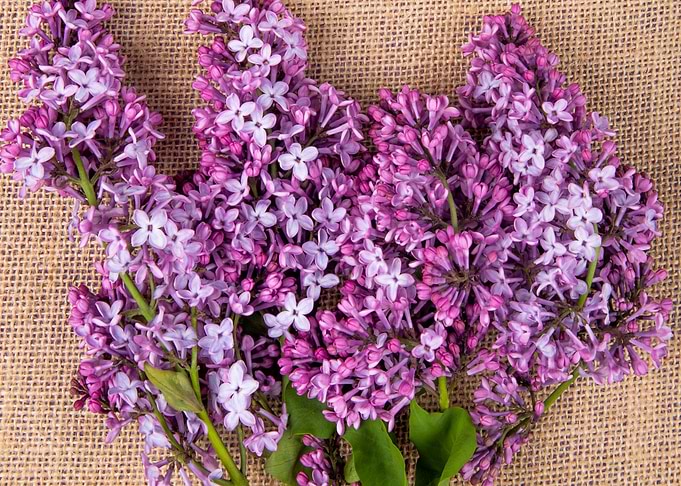 Lilac