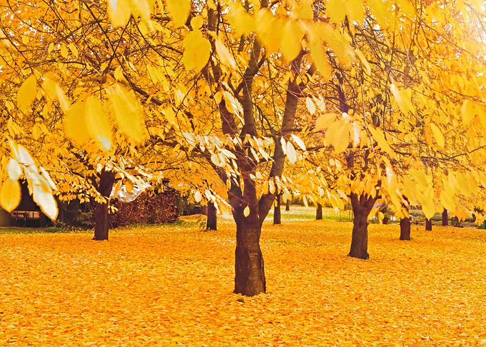 Tree Autumn