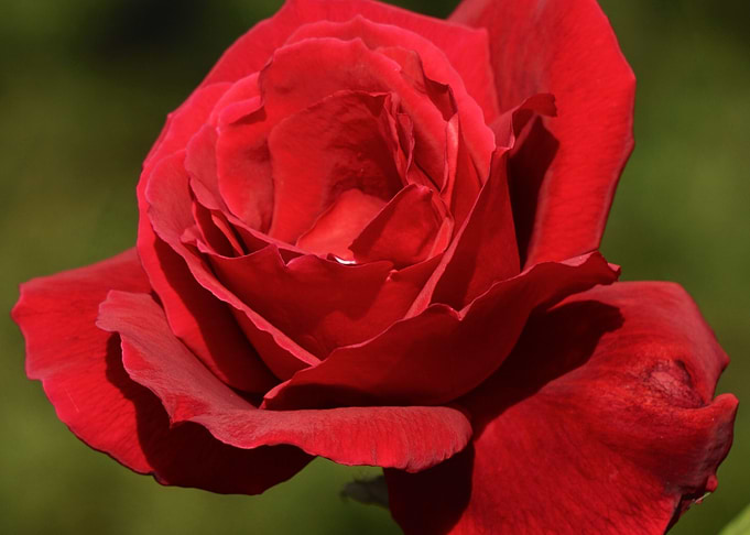Rose flower