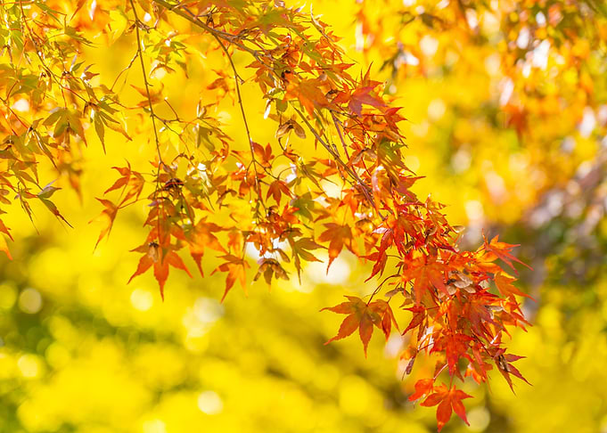 Tree Autumn
