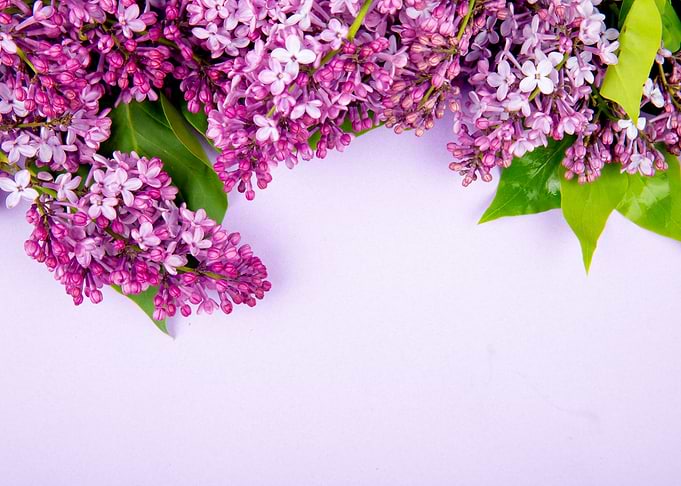 Lilac