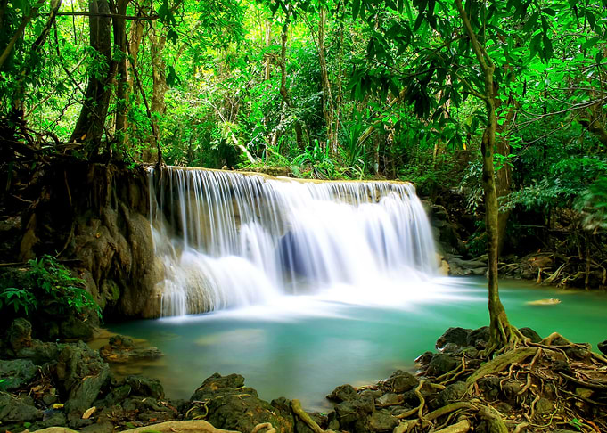 Forest Landscape