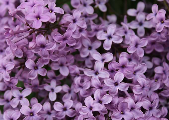 Lilac