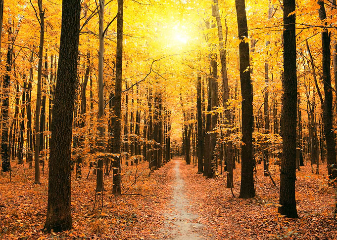 Tree Autumn