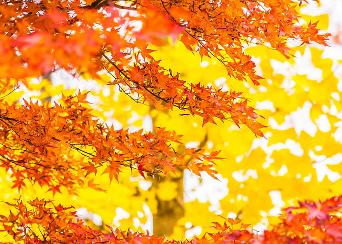 Tree Autumn