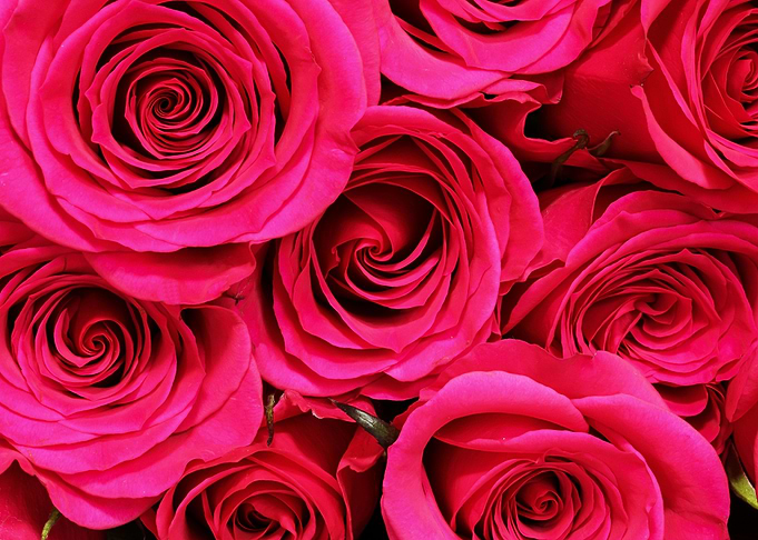 Rose flower