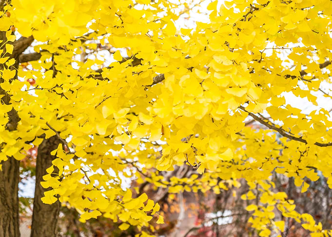 Tree Autumn
