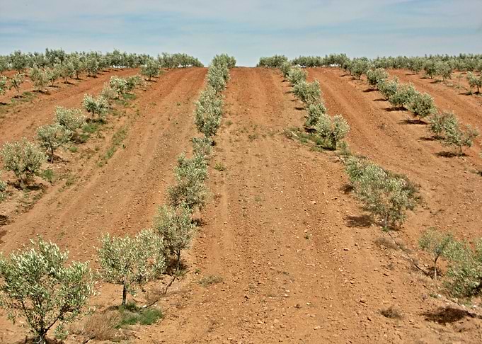 Olive tree plantation 02