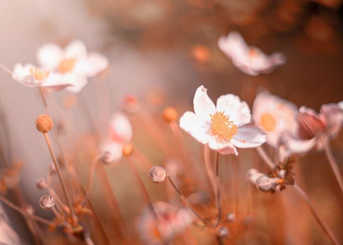 Anemone,white macro flower