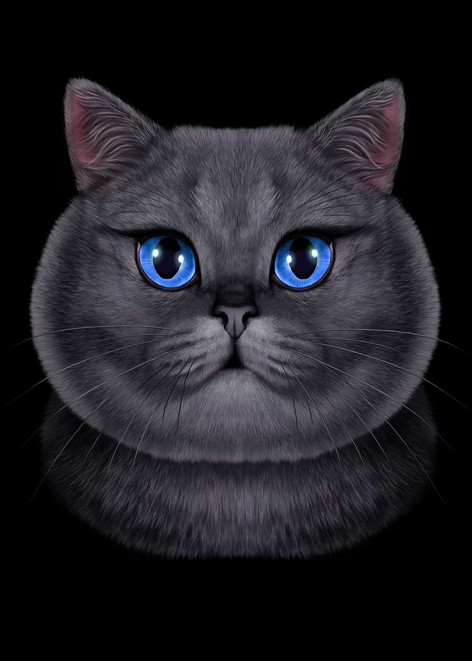 Russian Blue Chubby Cat