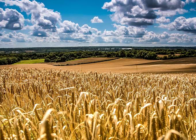 crops field