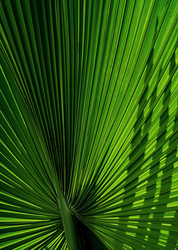 Green Leaf