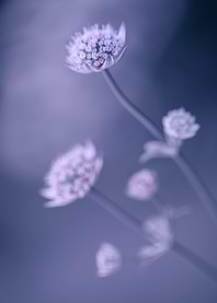 Purple macro flower,garden