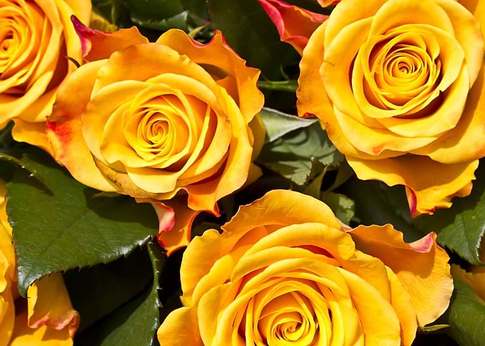 Rose flower