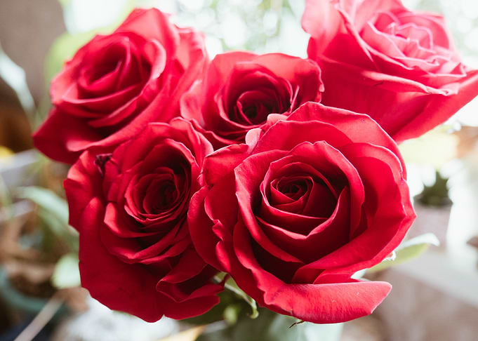 Rose flower