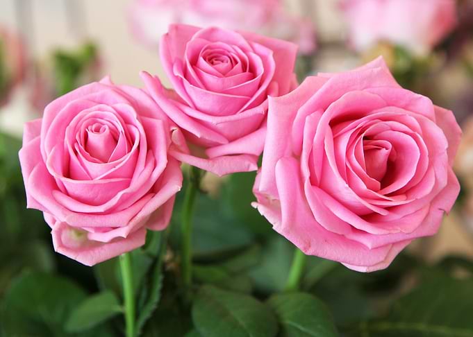 Rose flower