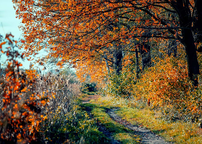 Autumn alley, trees,leaves