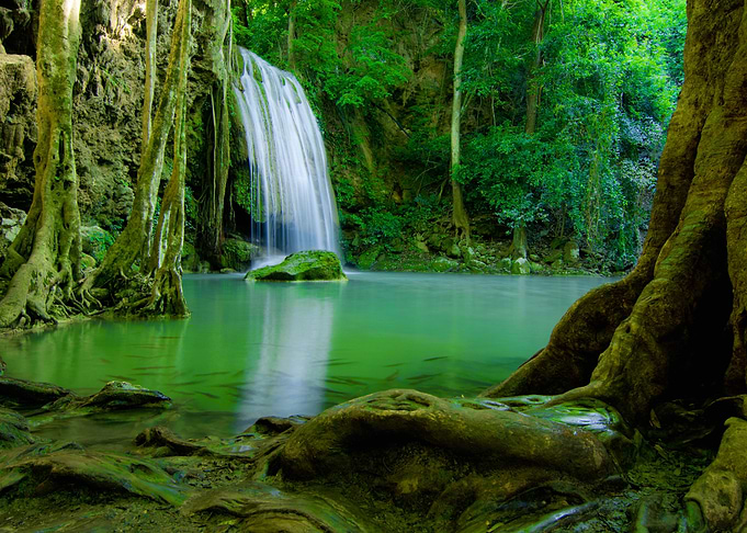 Forest Landscape