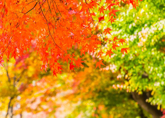Tree Autumn