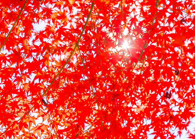 Tree Autumn