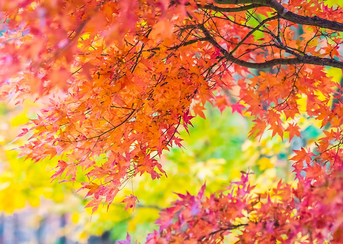 Tree Autumn