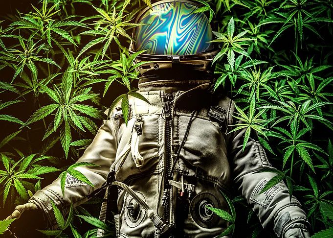 Field of Weed