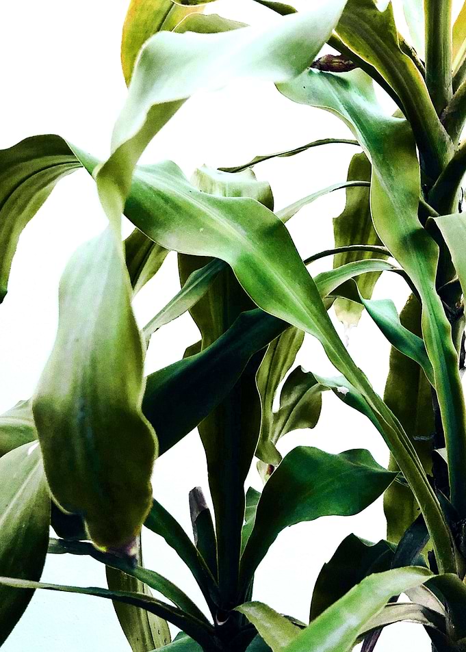 Green Leaf