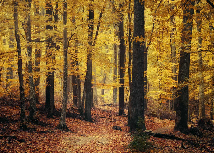 Autumn forest VII
