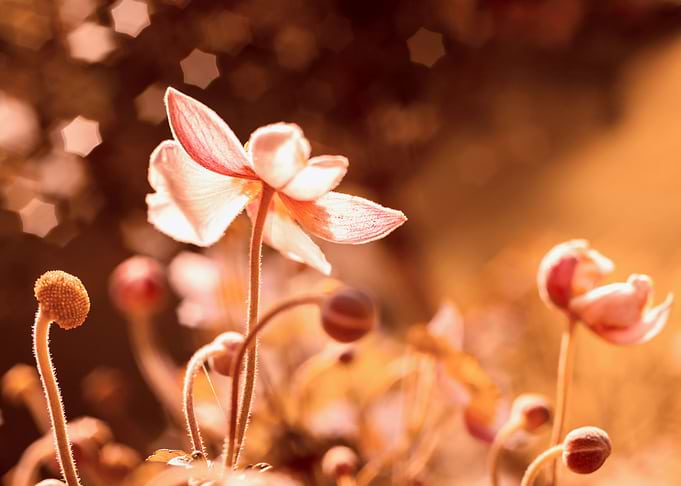 Orange flowers, anemones