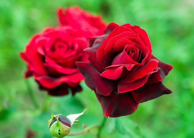 Rose flower