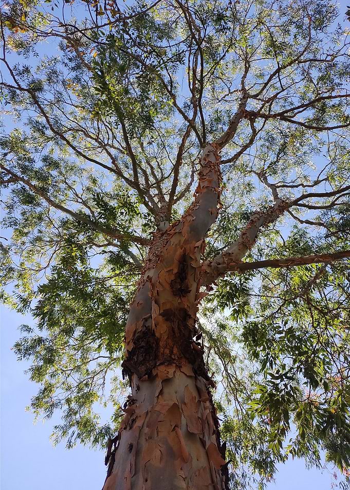 Imposing Tree