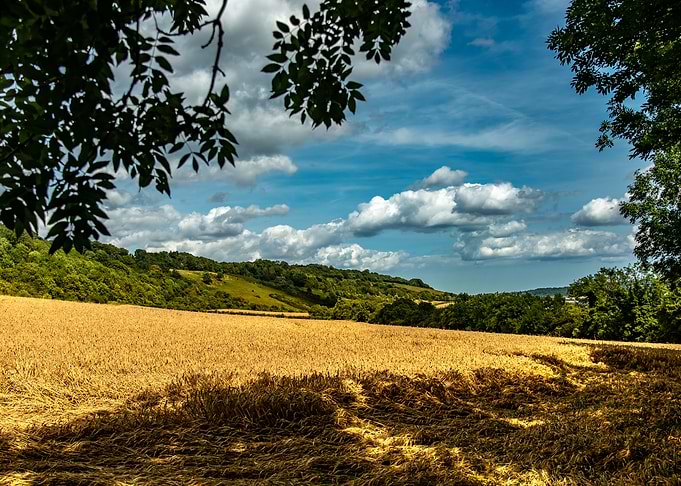 crops field