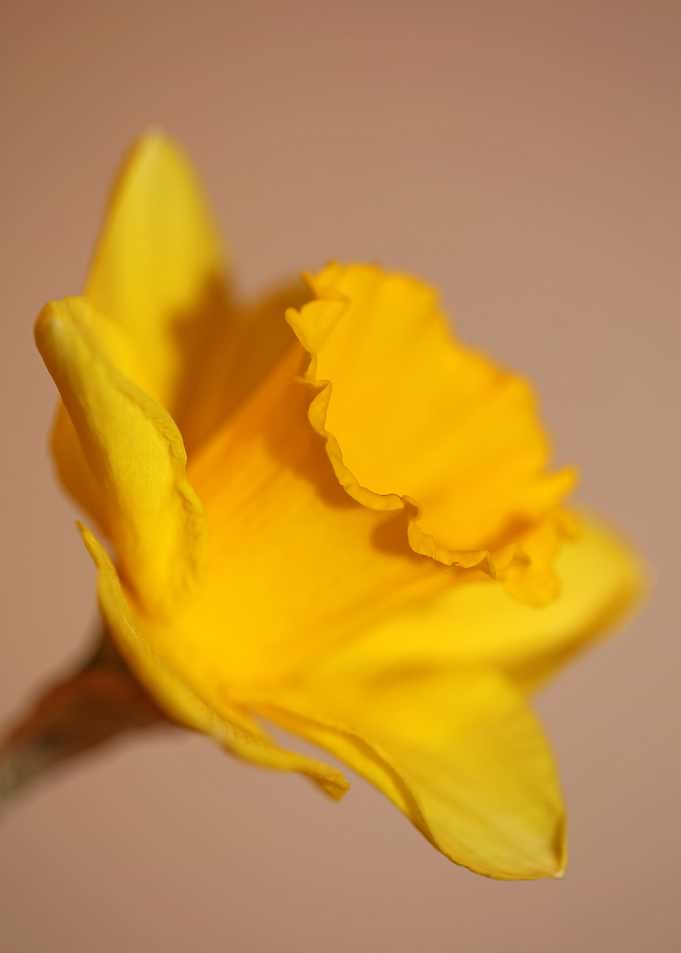 Narcissus blossoming macro
