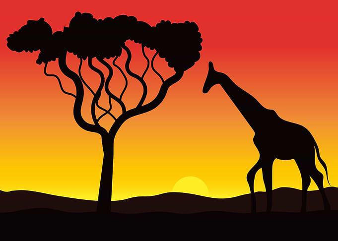 Safari Giraffe at Sunset