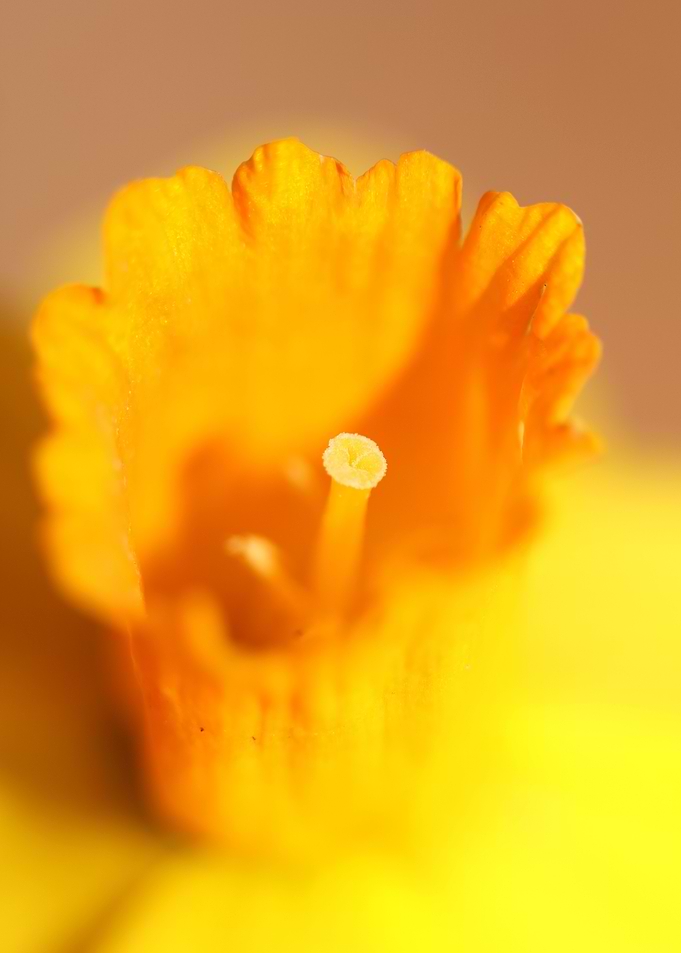 Narcissus flower macro