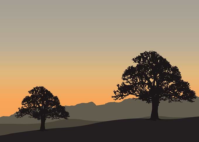 Tree Autumn