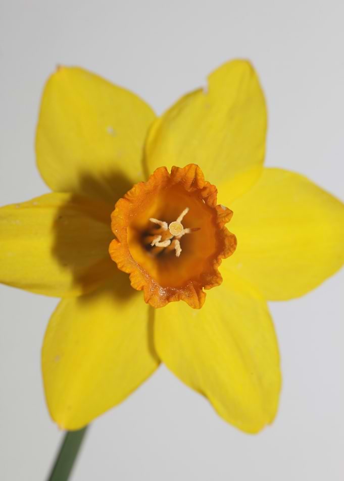 Narcissus flower macro