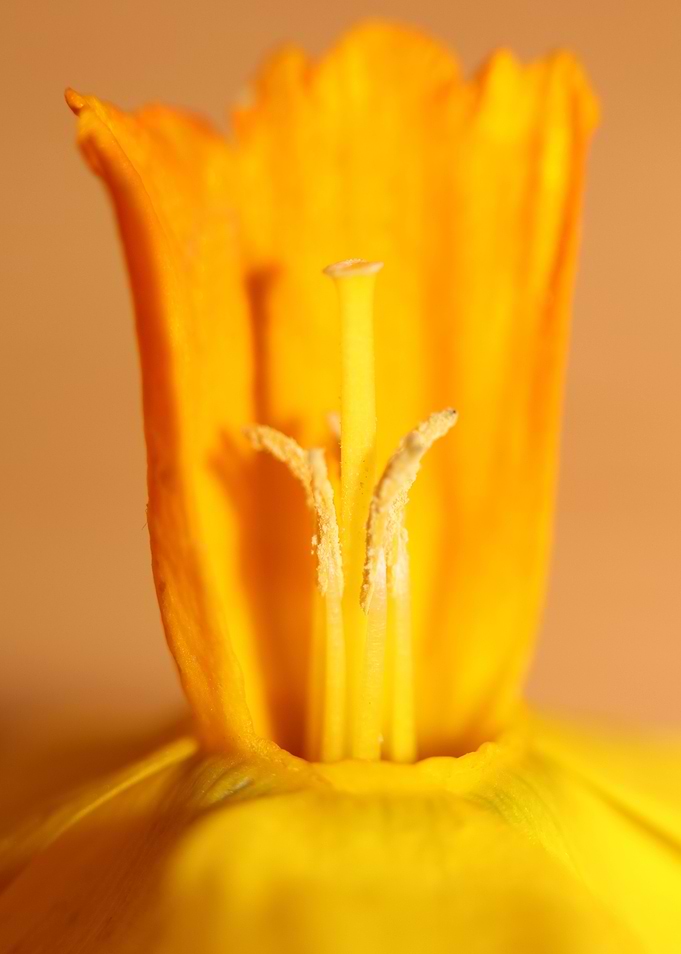 Narcissus Amaryllidaceae