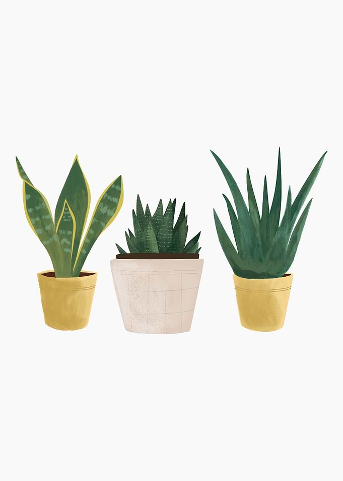 I love my plant
