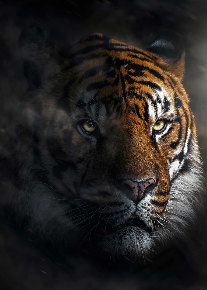 wild legend tiger face