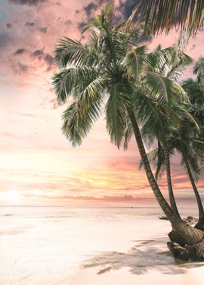 palm travel sunset