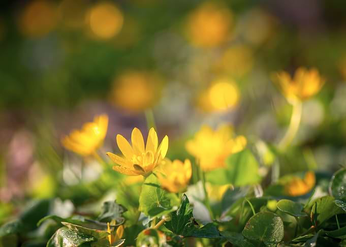 Yellow flowers on meadow