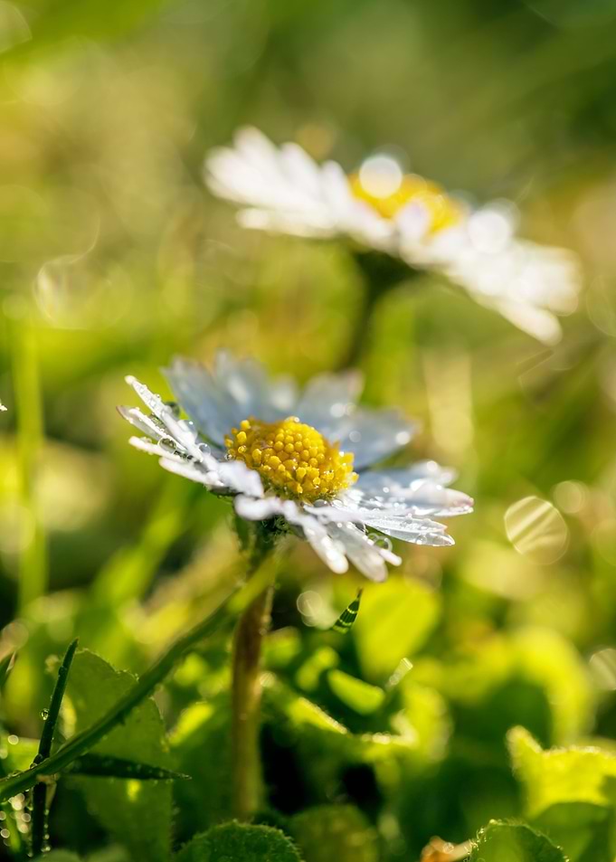White flower, spring daisy
