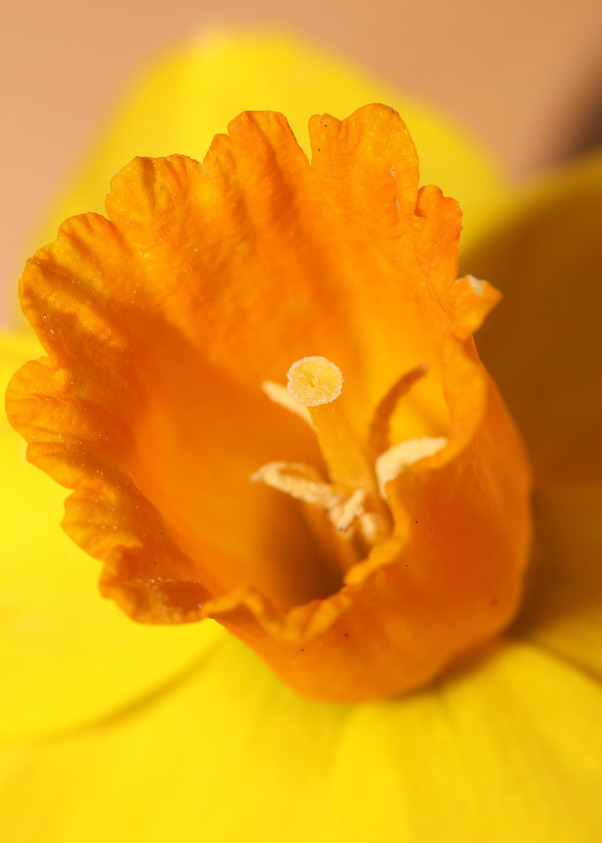 Narcissus Amaryllidaceae